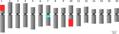 Artificial Chromosome Doubling in Allotetraploid Calendula officinalis